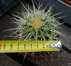 thn_Echinocactus grusonii 50-velikost.jpg